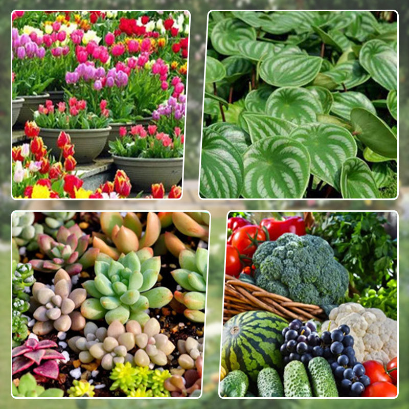 Universal Plant & Flower Activation Liquid Solution