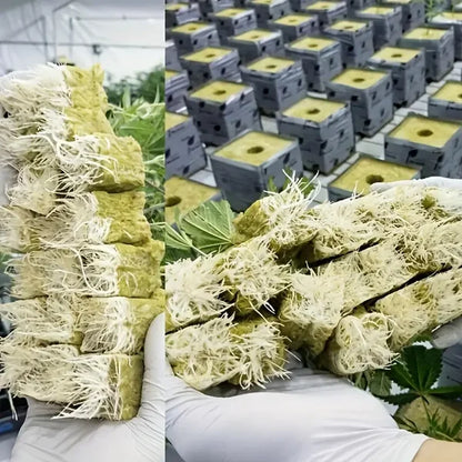 Soilless Cultivation Seedlings