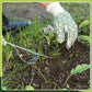Giardino mano weeder