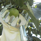 📢📢 50% DI SCONTO !! ⏰ Testa Cesto Raccogli Frutta – Progettazione Resistente, Montaggio Semplice, Ideale per Raggiungere i Rami Alti Senza Scala 🌳